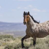 Дикие лошади породы Мустанг: происхождение, описание экстерьера Дикие лошади в природе мустанги