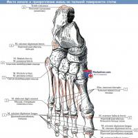 Срединные мышцы стопы Квадратная мышца подошвы