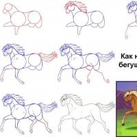 Мастер-класс «Рисование лошади поэтапно для детей подготовительной группы