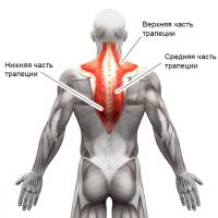 Трапециевидная мышца (верхняя порция) Верхняя порция трапециевидной мышцы